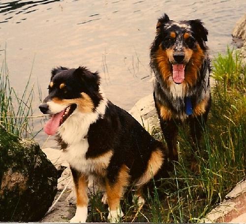 australian shepherd guard dog